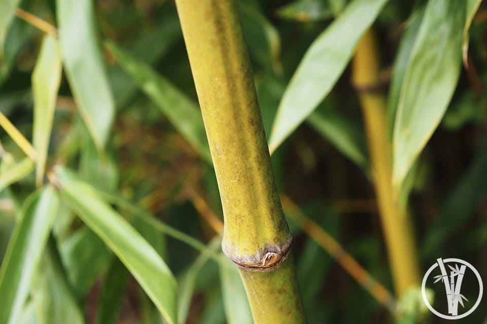 Sulcus groove - part of the anatomy of a bamboo culm