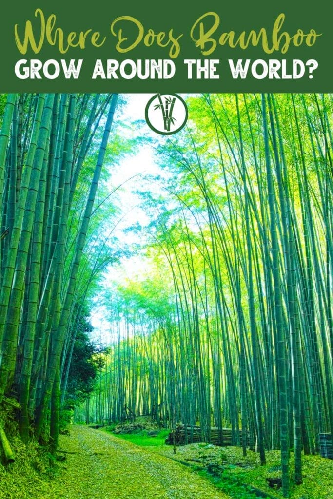 A bamboo forest with tall green stalks reaching towards the sky with a text above: Where Does Bamboo Grow Around The World?