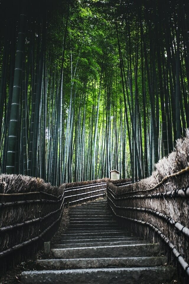 A stairway path slicing through a bamboo forest